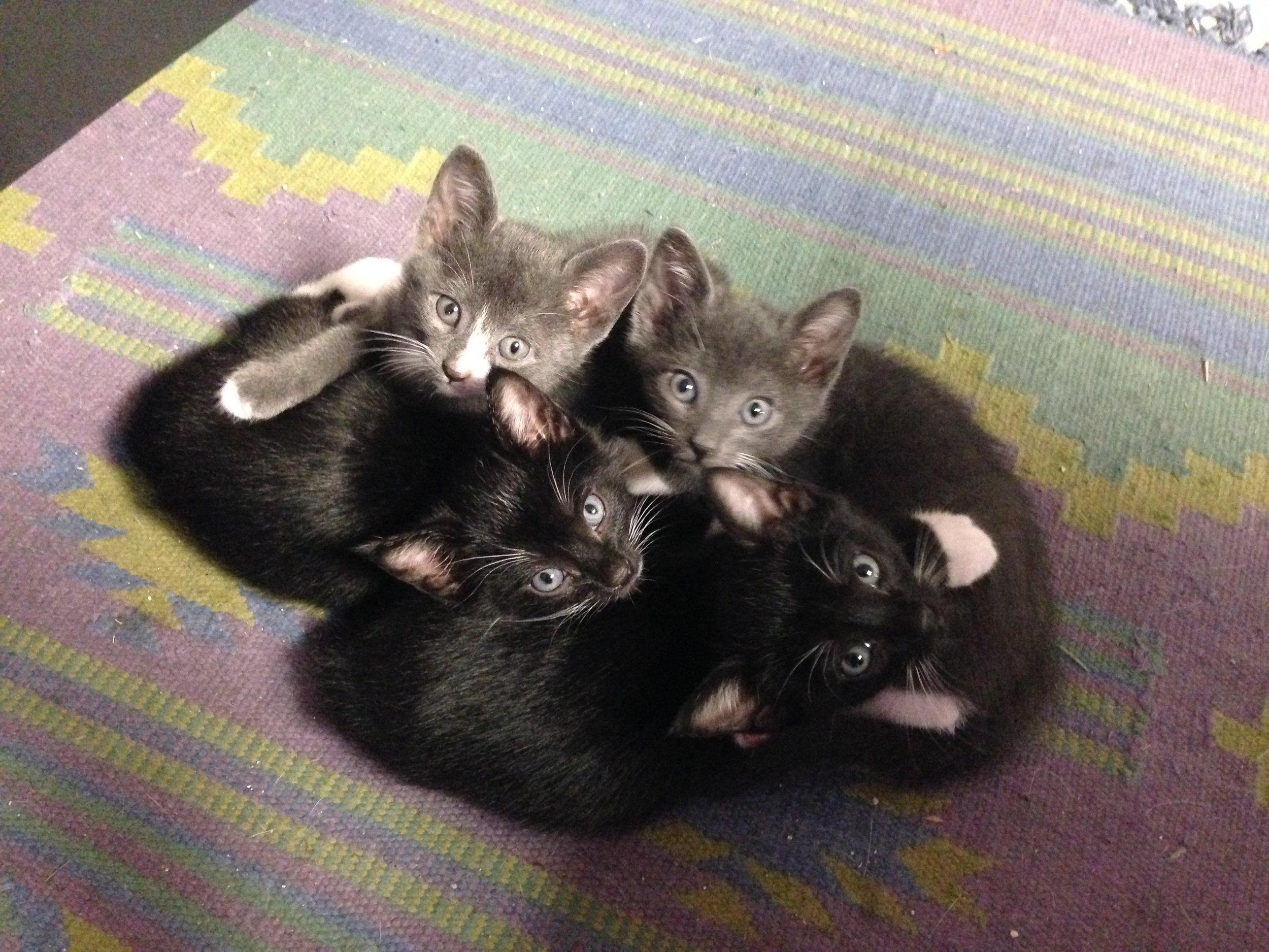 PowerSport office kittens need adopting, as of 10/10/16 still. Any takers? Let me know!