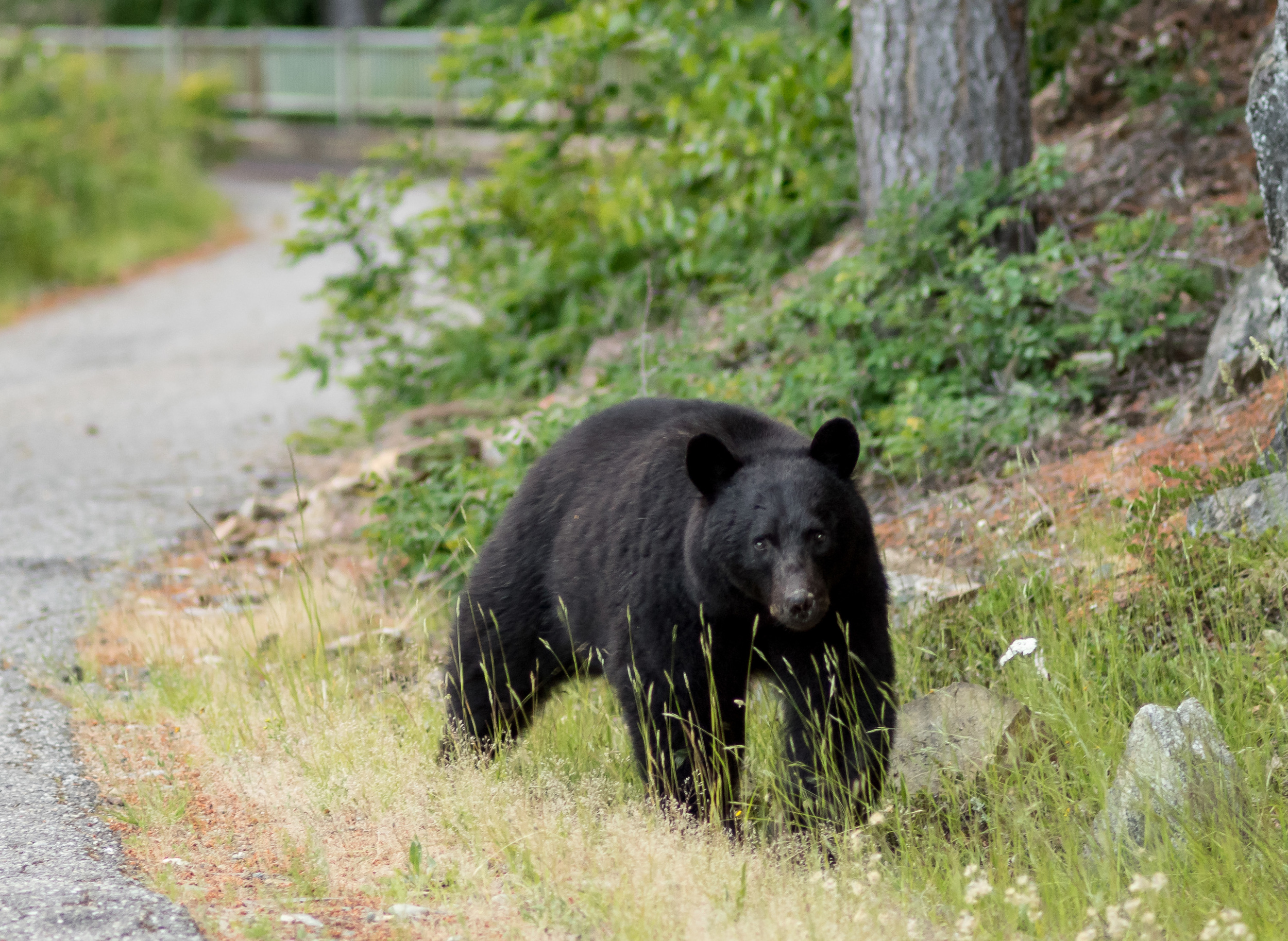 Black bear by the dam