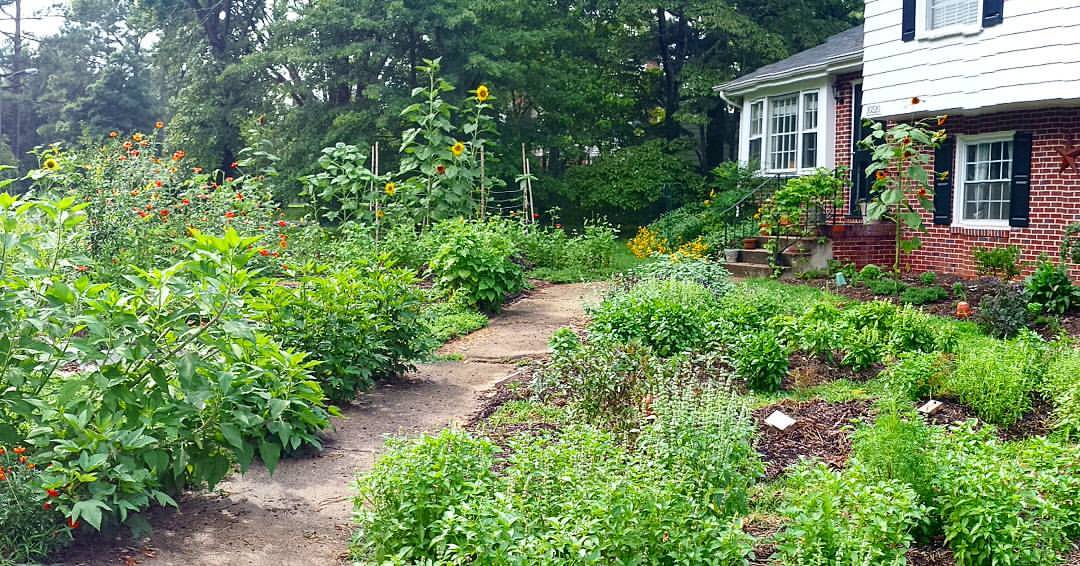 Amanda's home garden which has blossomed into Hummingbird Gardens