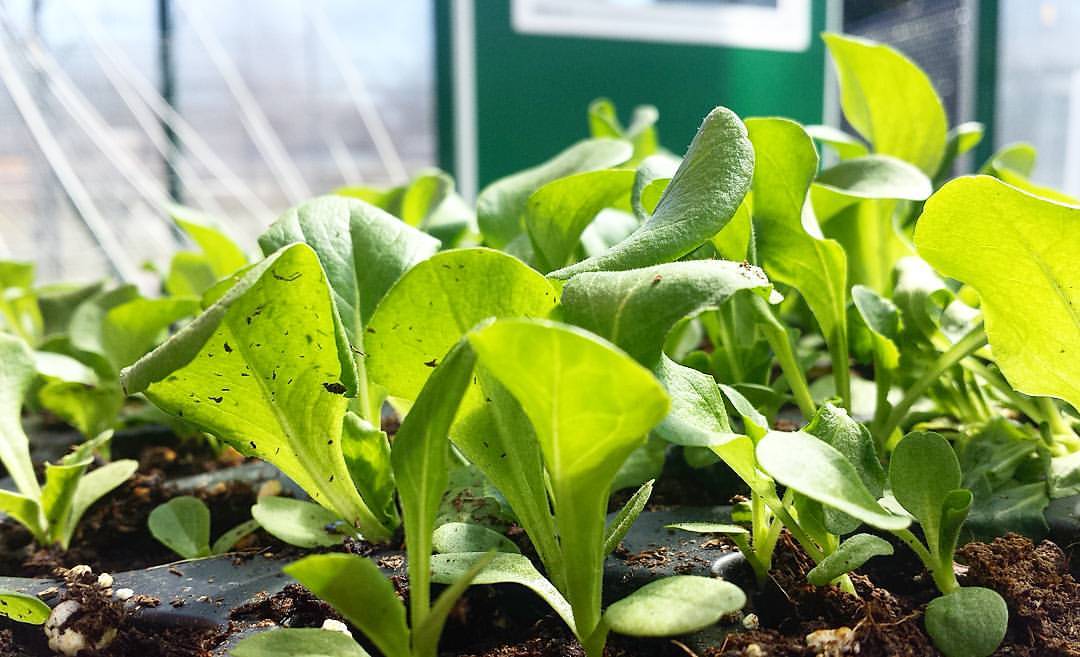 Baby lettuce getting ready for a new season.