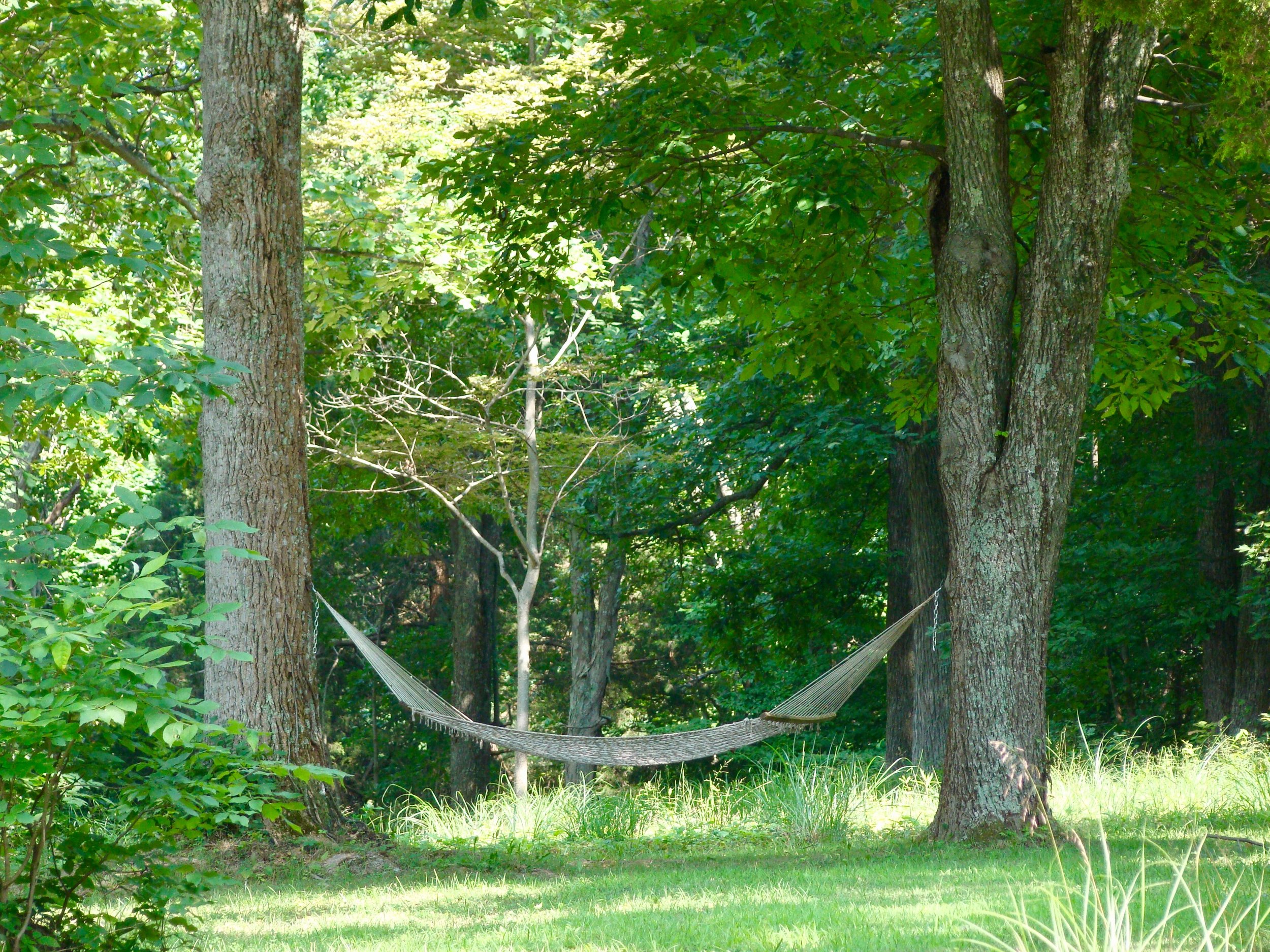 hammock in woods.jpg