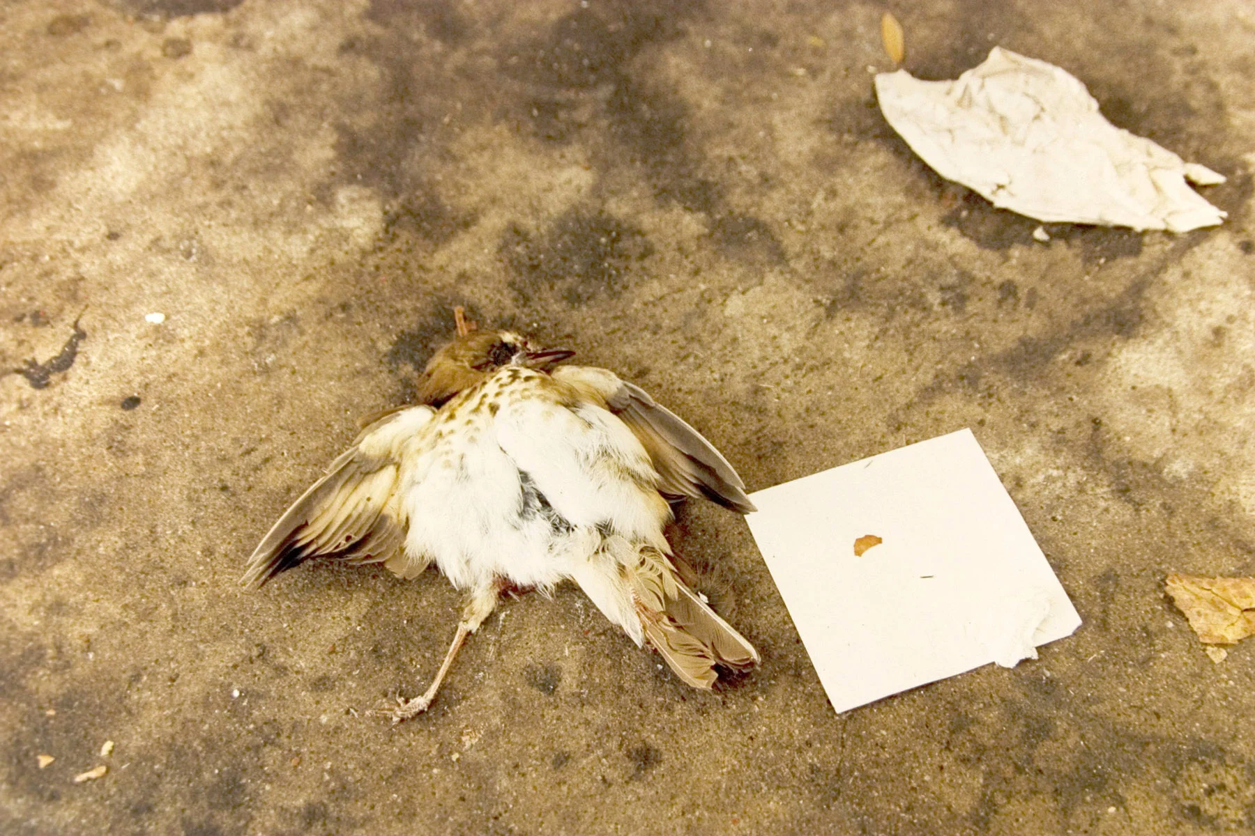 BIRD.jpg
