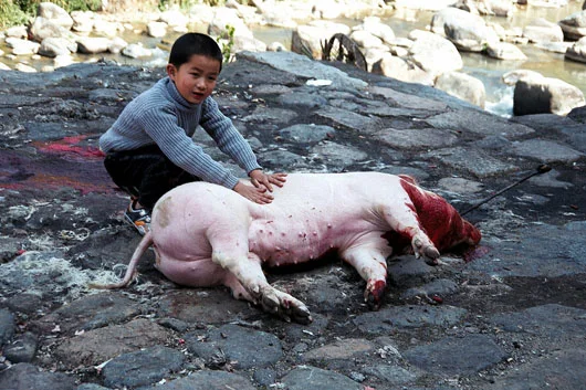 F_02_Pig.jpg