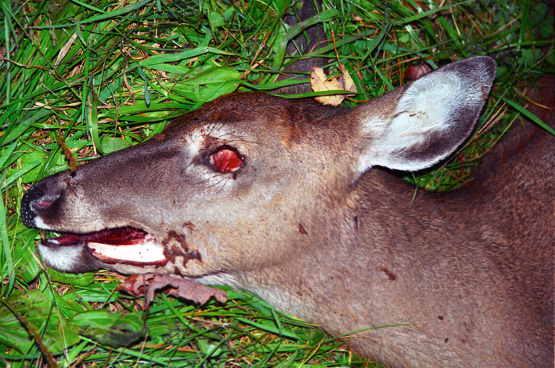 DEER_3.png