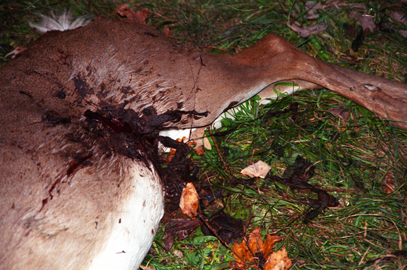 DEER_3B.png