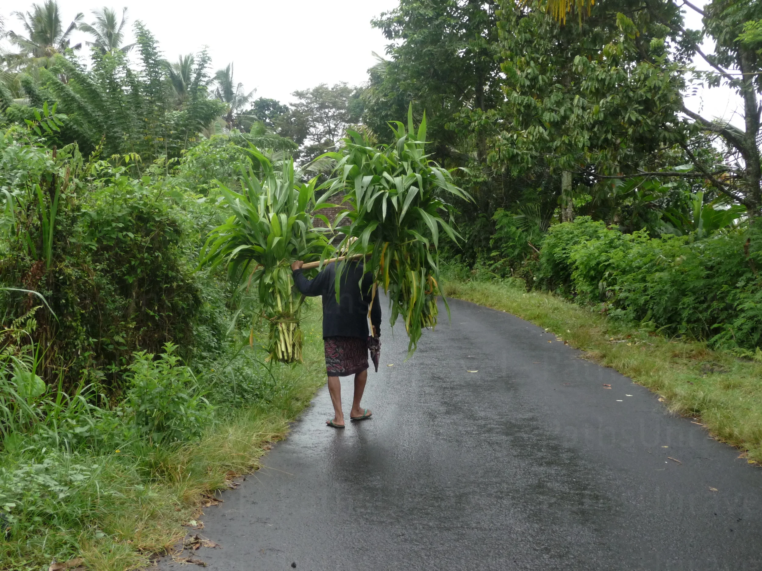 Palm Carrier