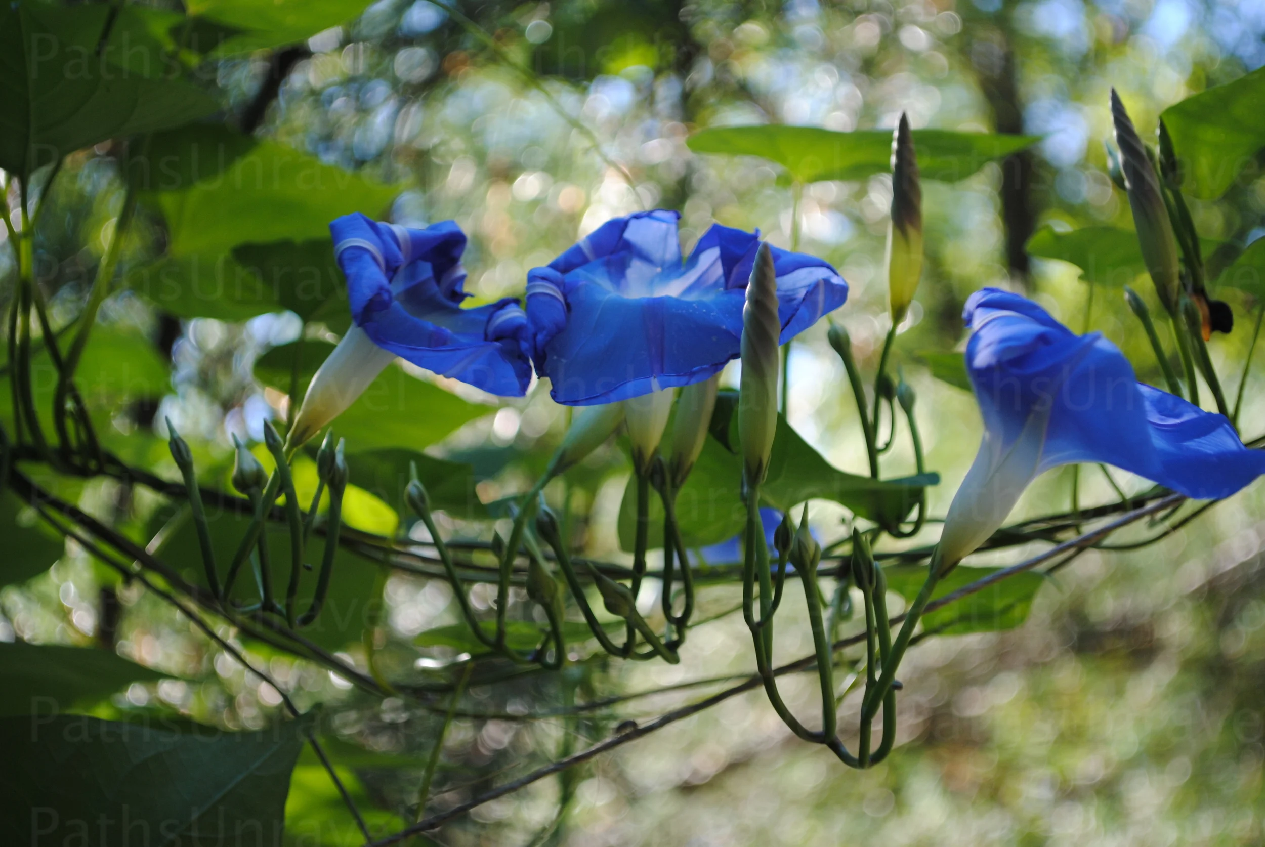 Morning Glory