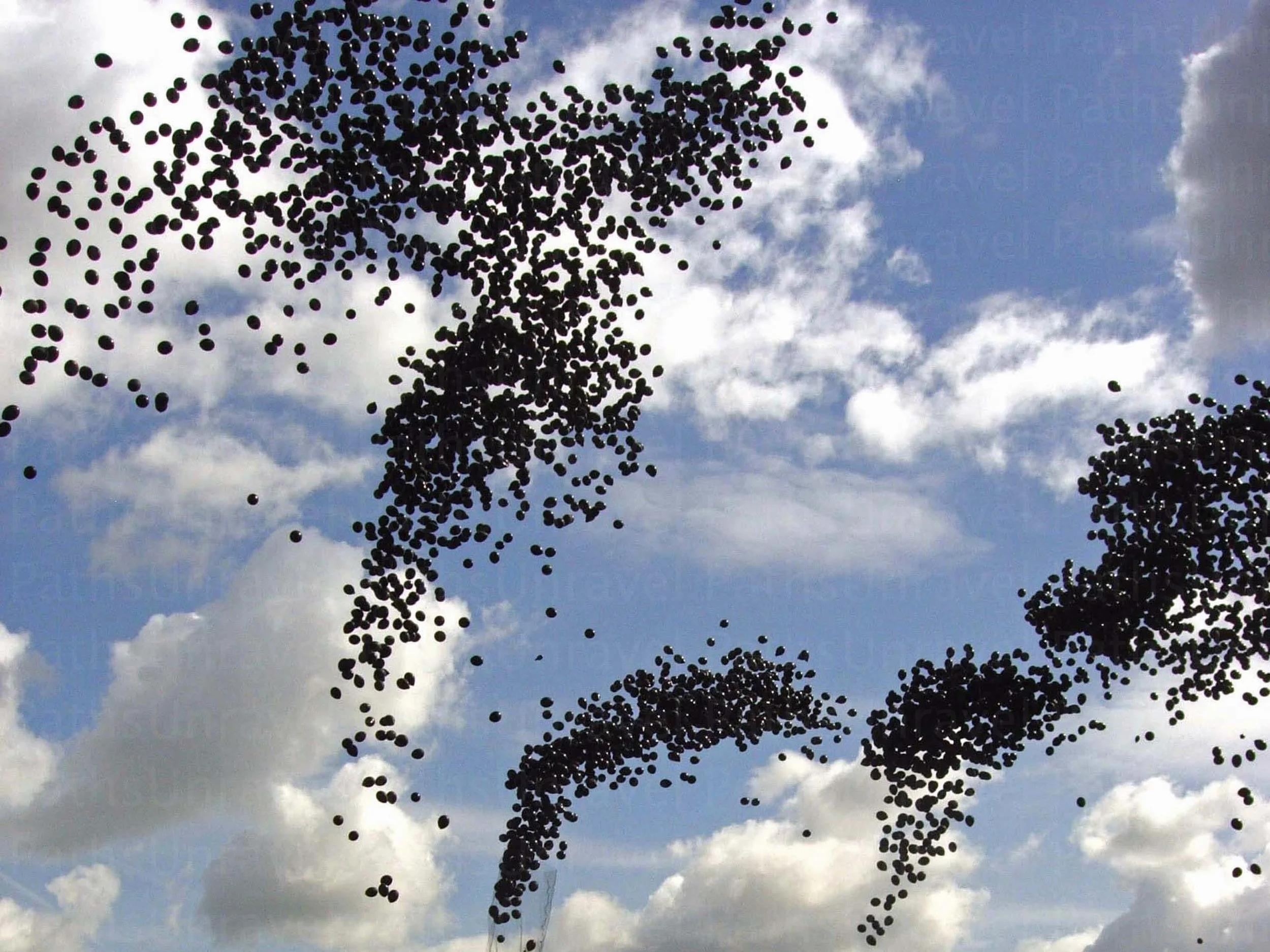 BlackBalloonsw.jpg