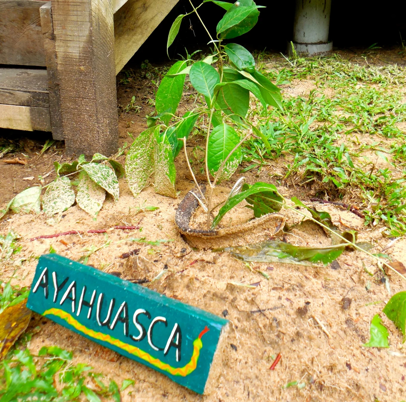 One month with Ayahuasca