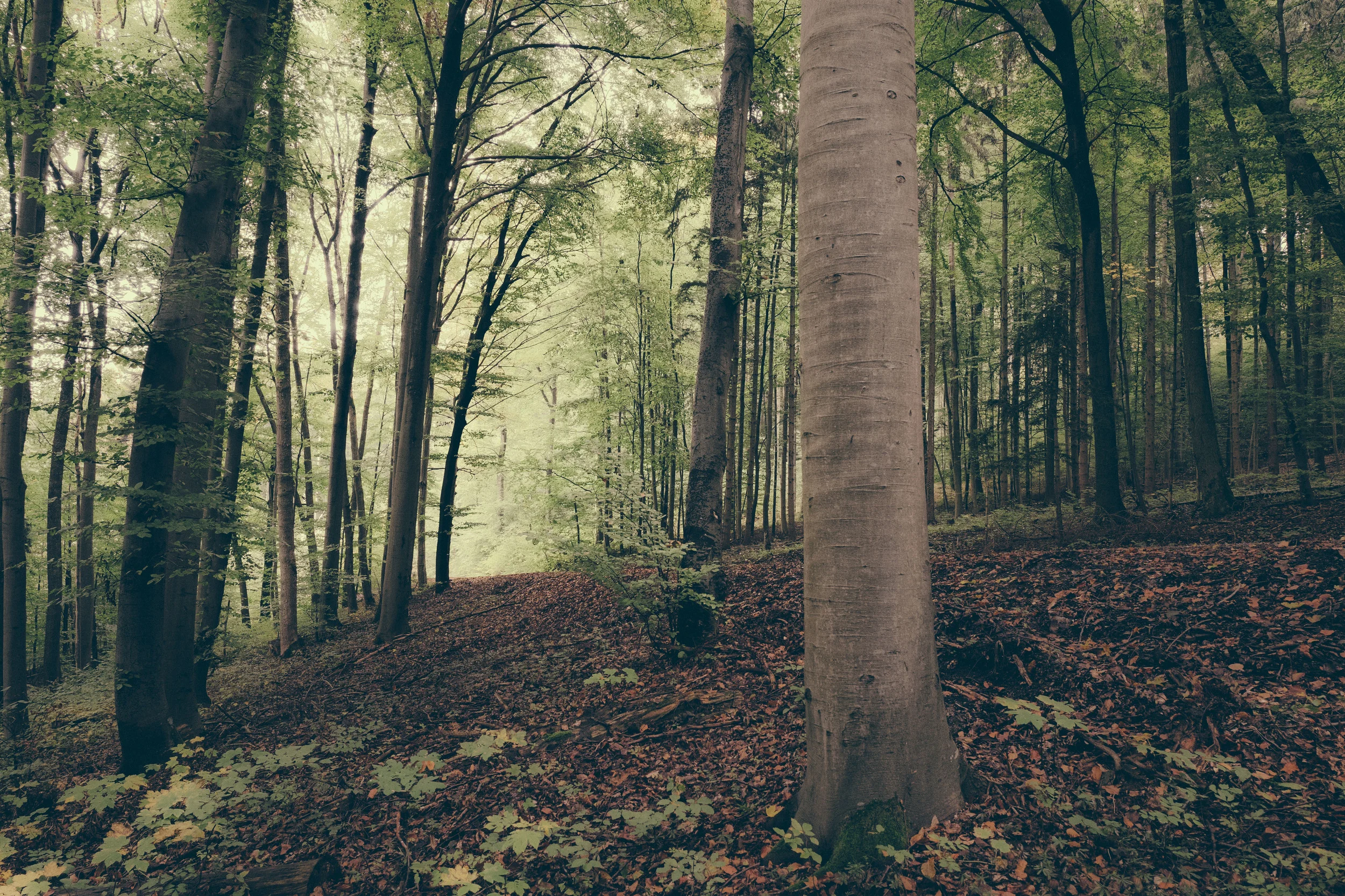 My Journey with Lyme Disease