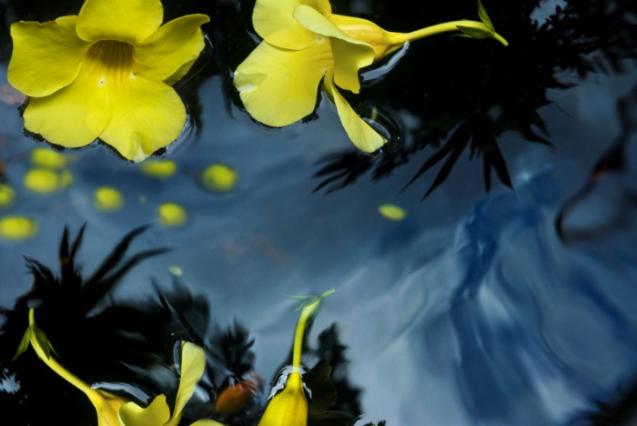 1-14148-09_PX3_Flowers_one.jpg