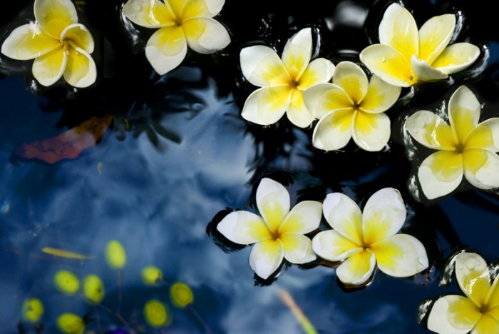 1-14148-09_PX3_Flower_four.jpg