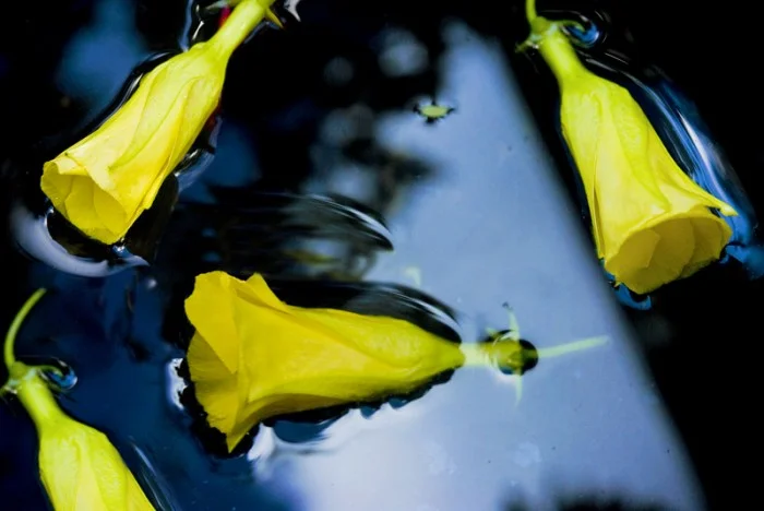 1-14148-09_PX3_Flower_three.jpg