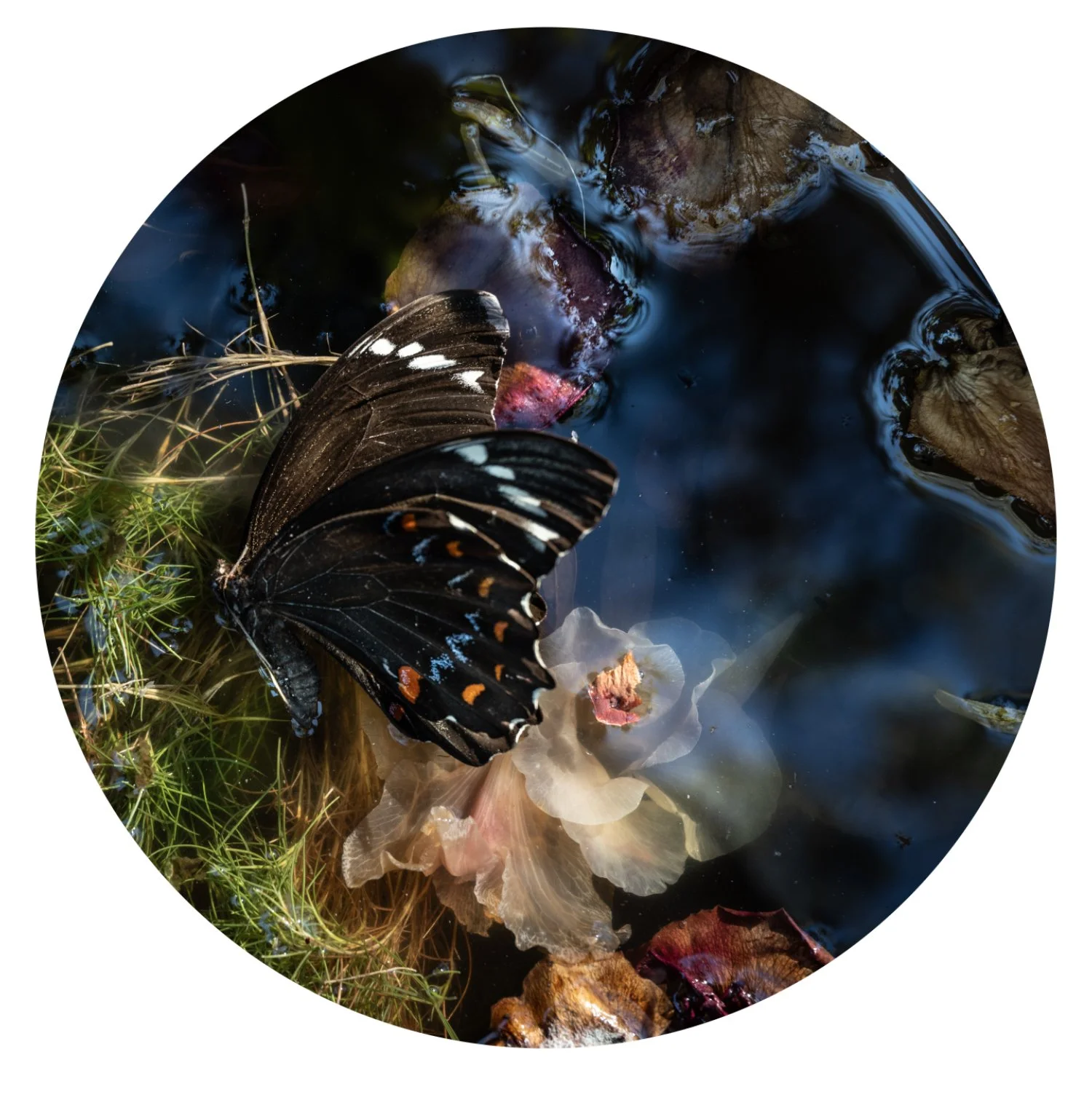 Project: Submersion