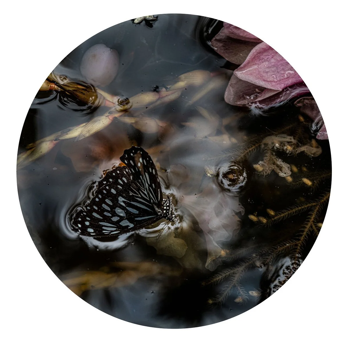 Project: Submersion