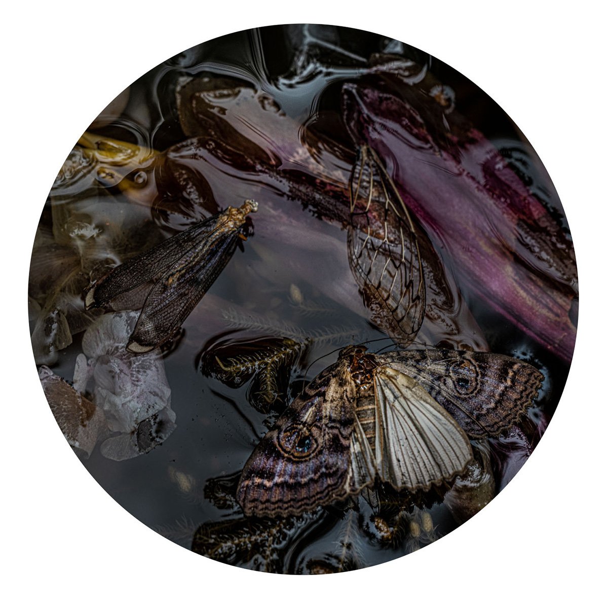 Project: Submersion