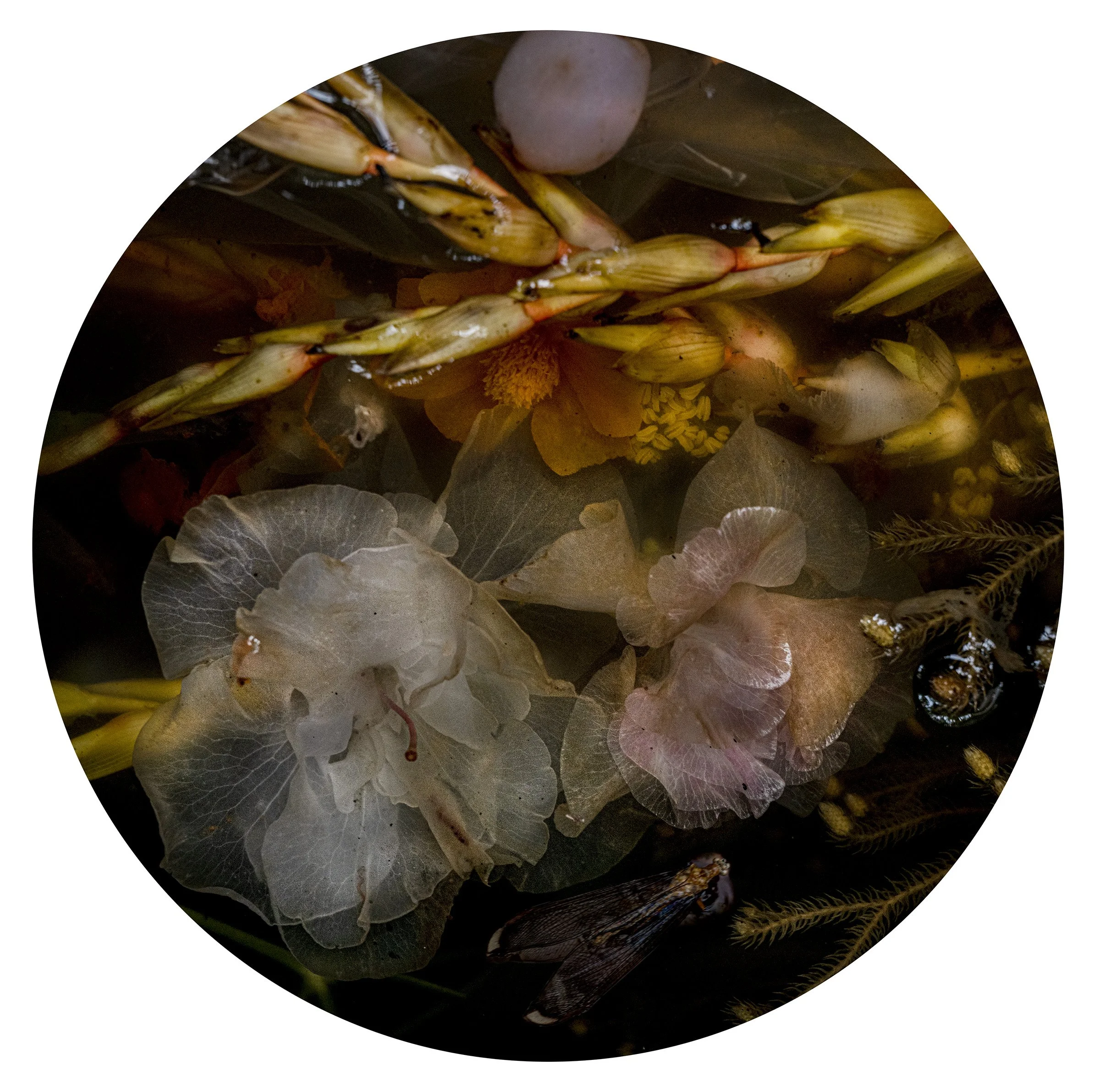 Project: Submersion