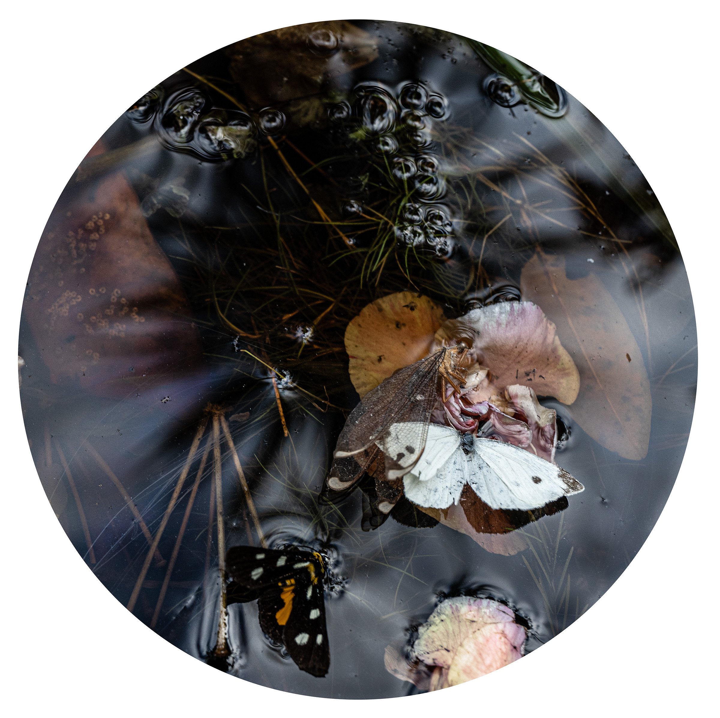 Project: Submersion