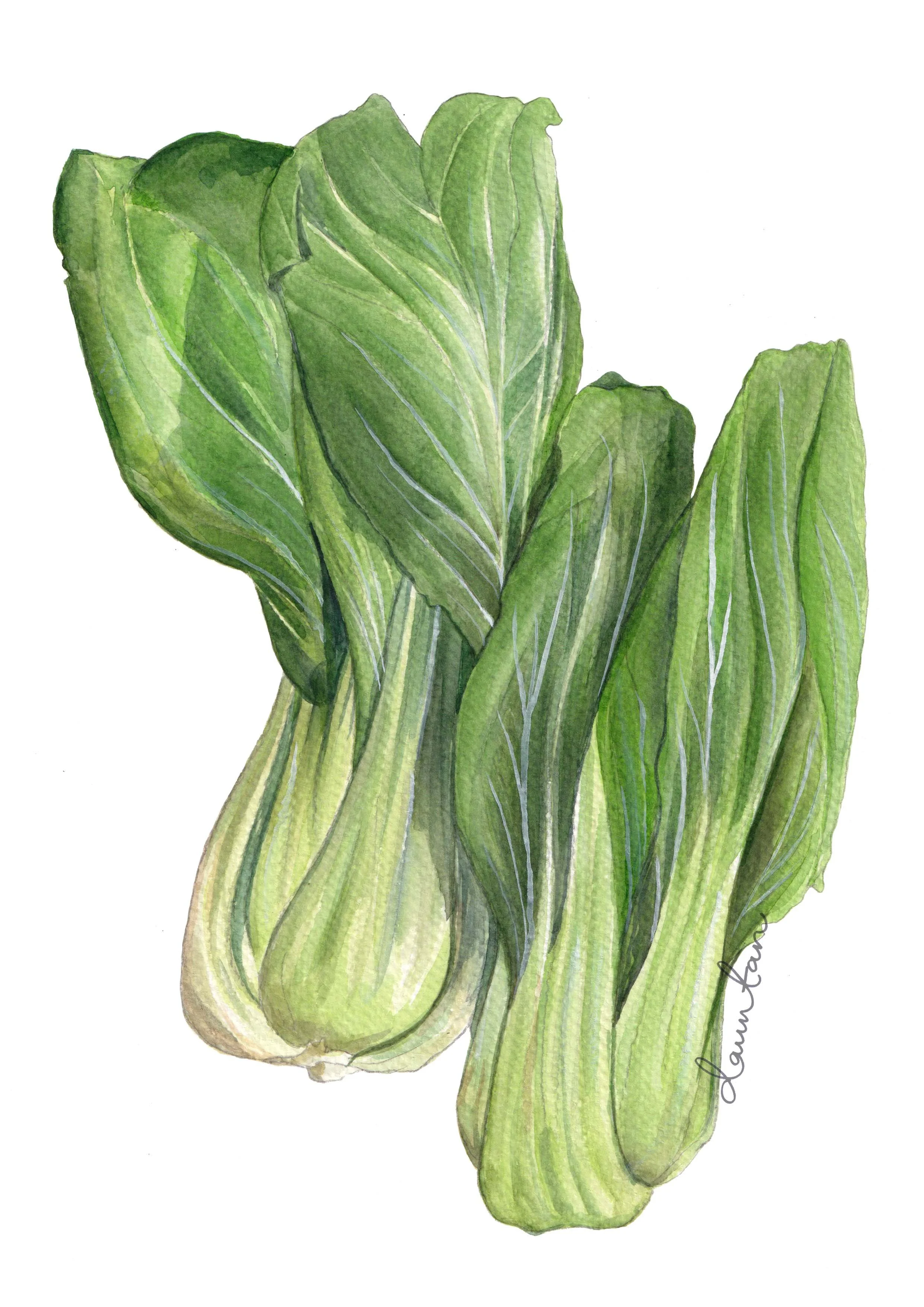 Bok choy Web.jpg