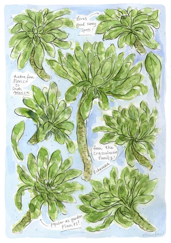 Echeveria.jpg