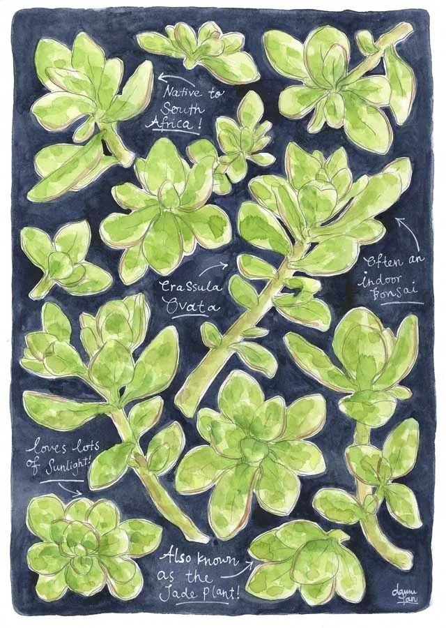 Jade_Plant.jpg