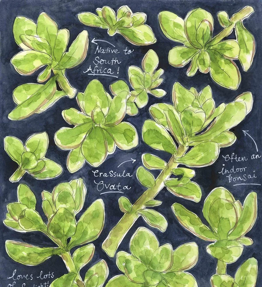 Crassula_Ovata_Close_Up.jpg