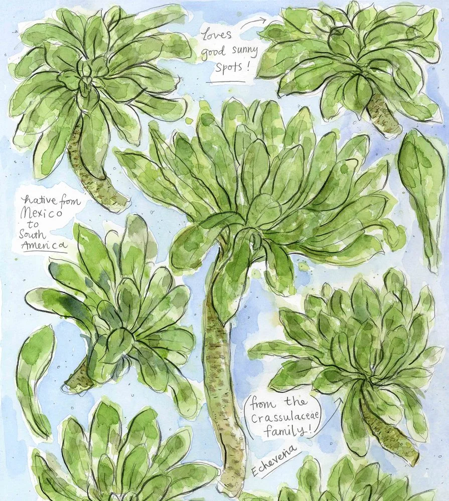 echeveria_close_up_1.jpg
