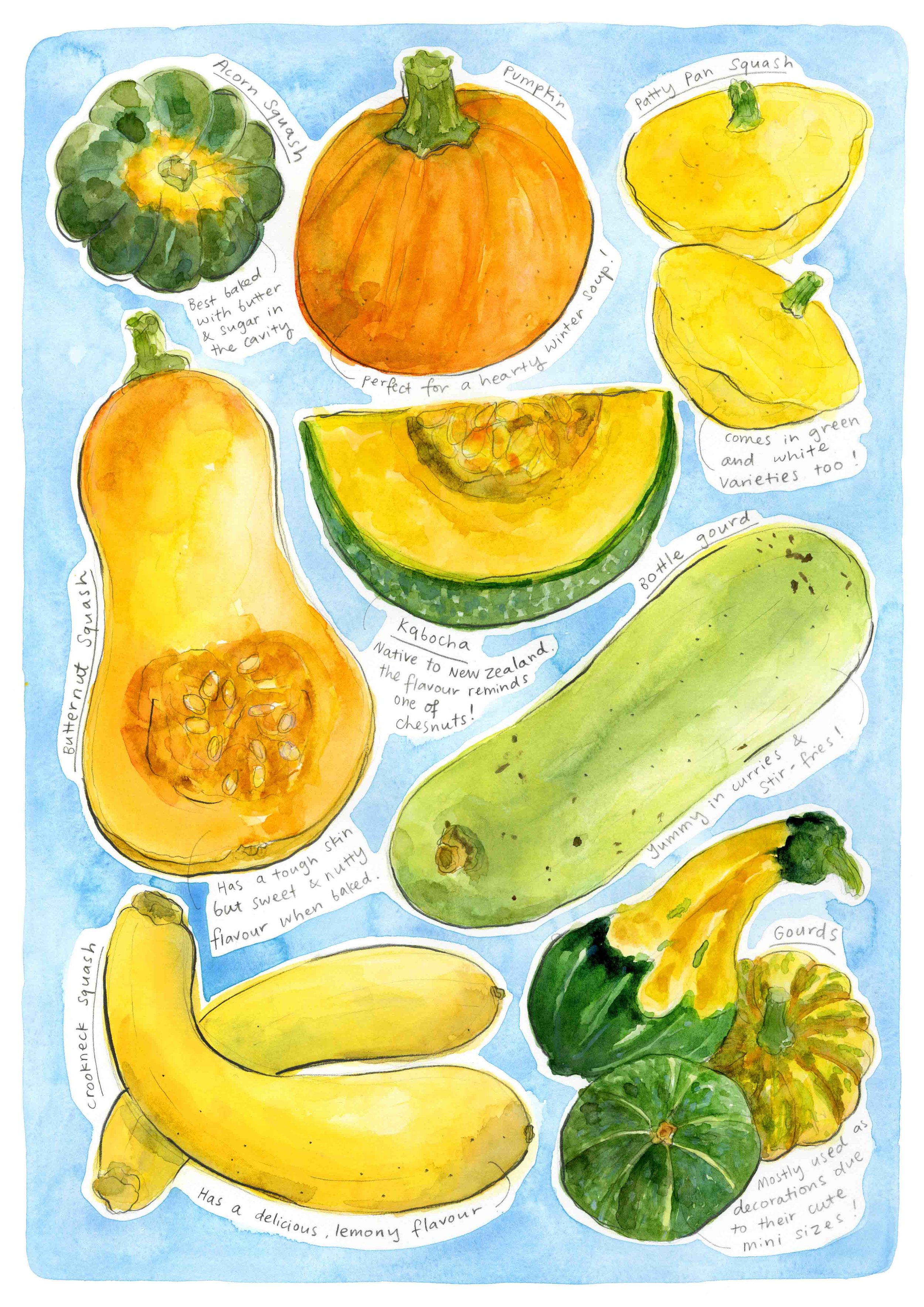 Pumpkin Varieties Chart