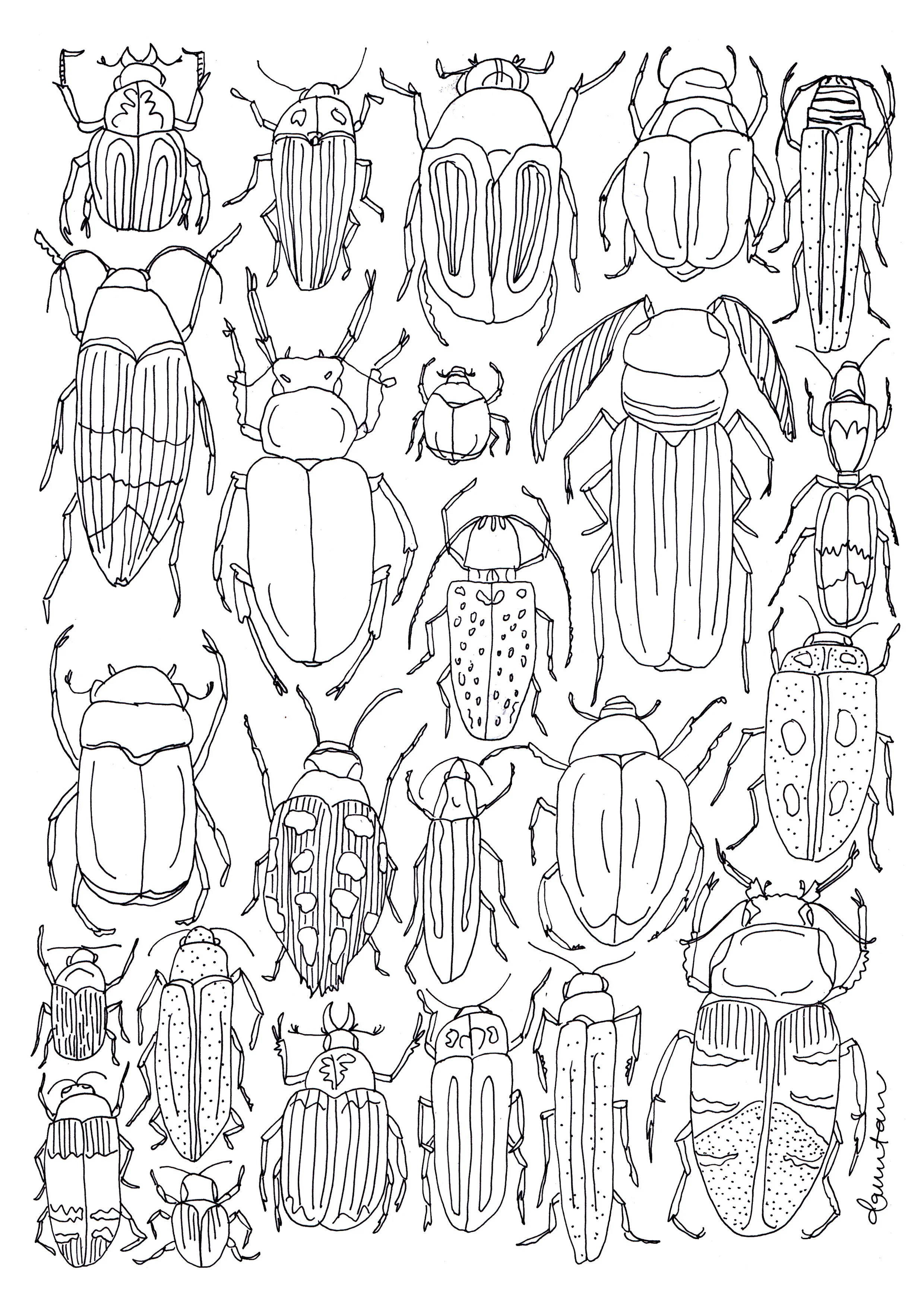 Beetle Colouring In Chart.jpg