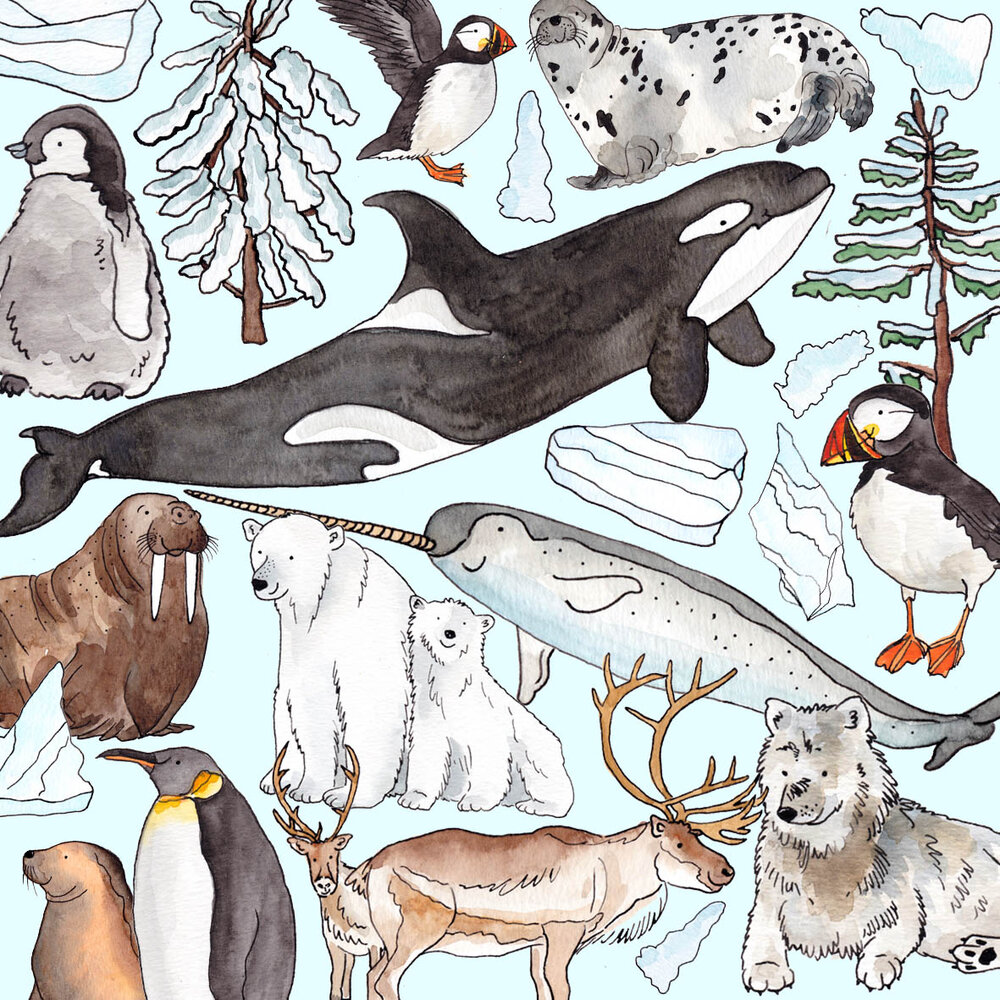 Arctic Friends Colouring In Pages + Fun Facts Poster — Dawn Tan