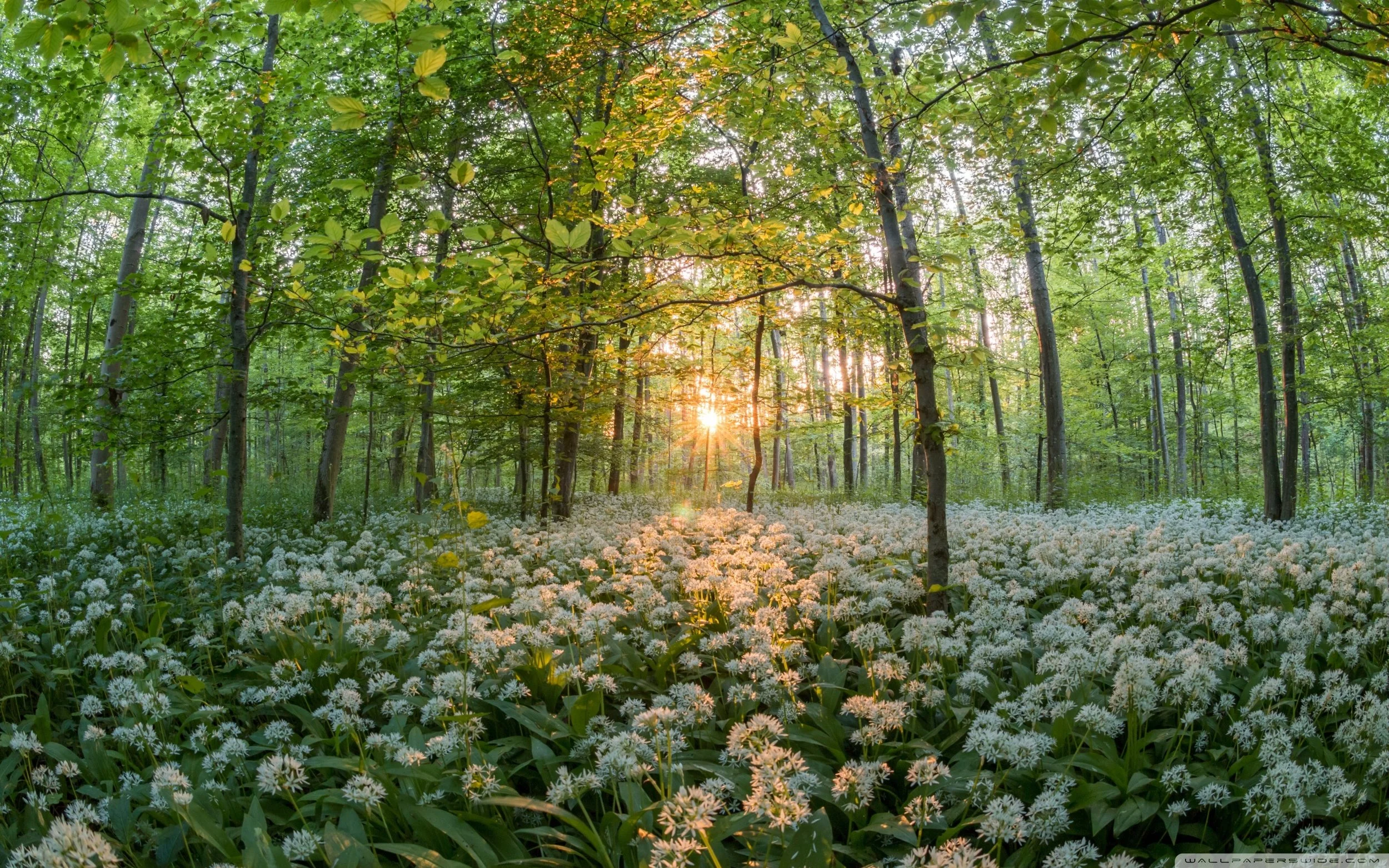 forest_in_the_spring-wallpaper-2560x1600.jpg