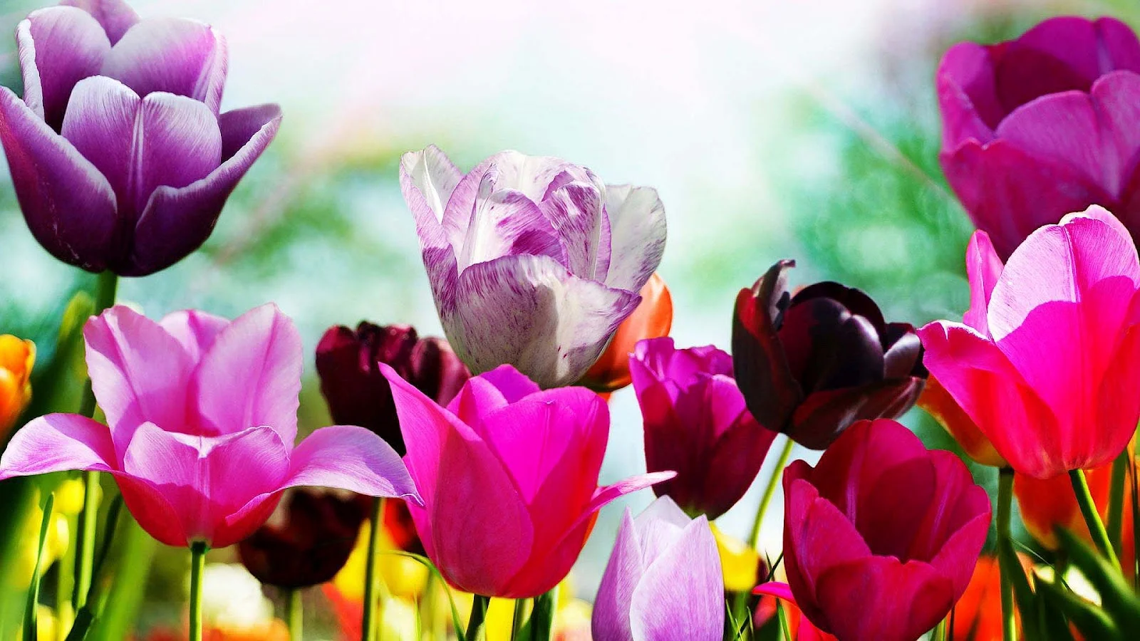 0586-hd-bloemen-achtergrond-met-tulpen-in-verschillende-kleuren-wallpaper-foto.jpg