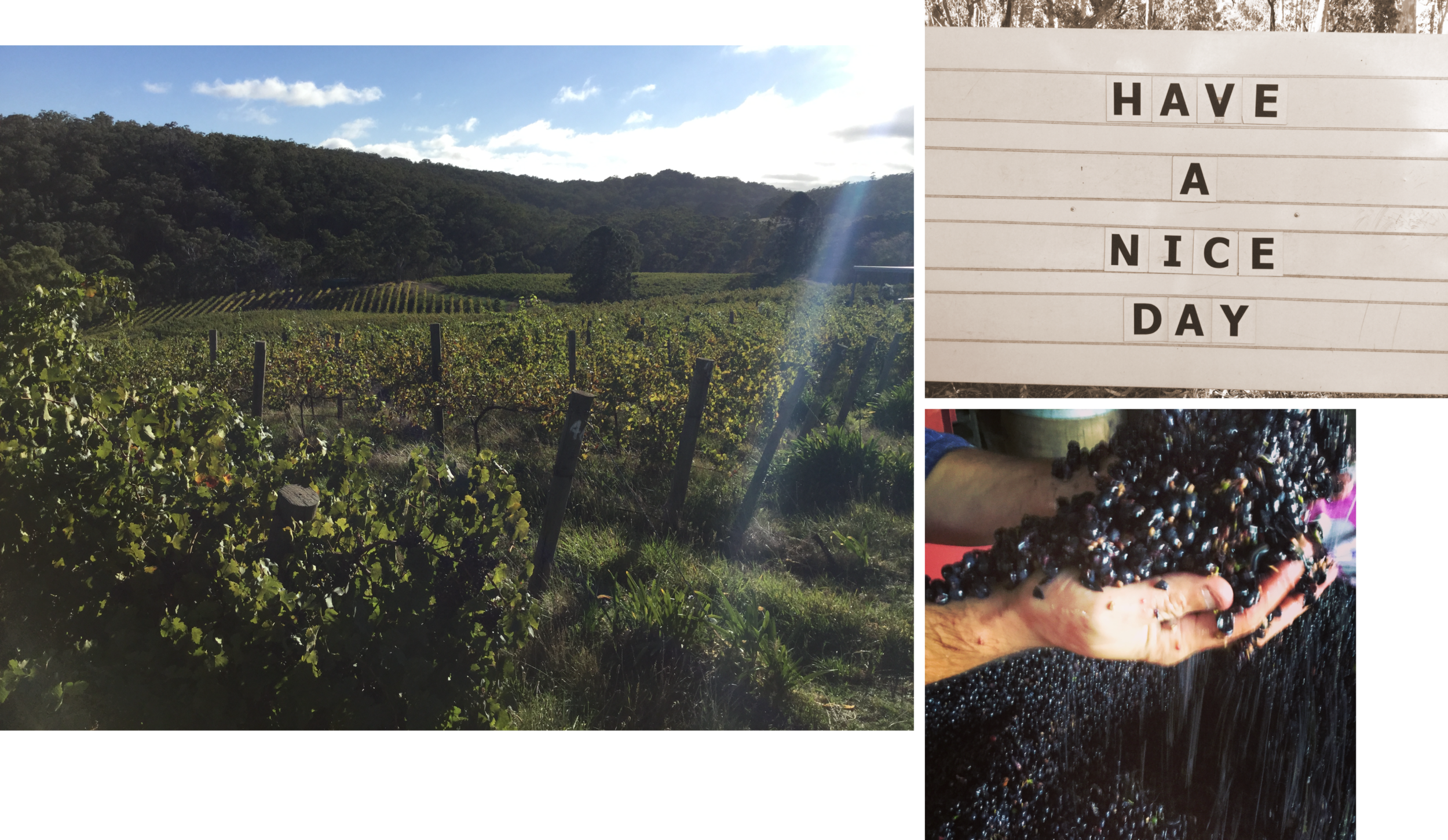 The Other Right Wines