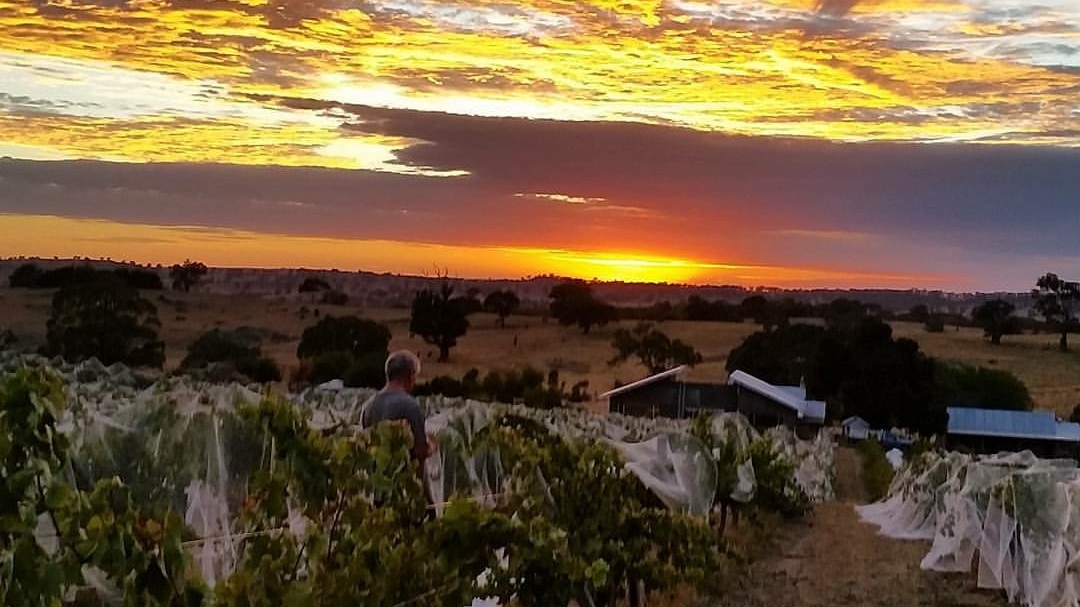  Col Sheppard - FLAXMAN WINES - Eden Valley, SA 