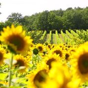 vineyard_sunflowers.png