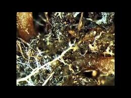 Biochar: Putting the carbon genie back in the bottle - Rob Lerner