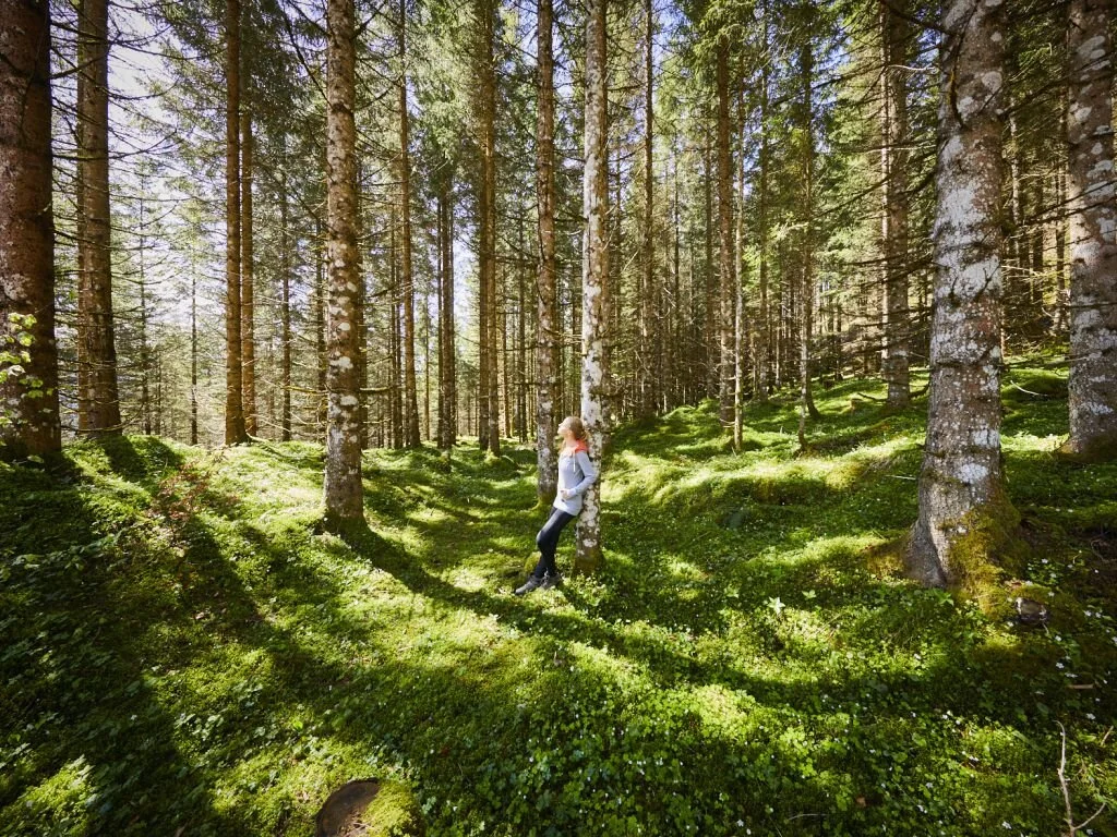 How Being In The Forest Actually Boosts Immunity