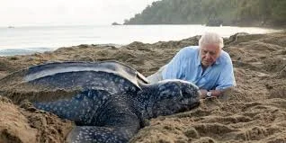 David Attenborough: A Life On Our Planet