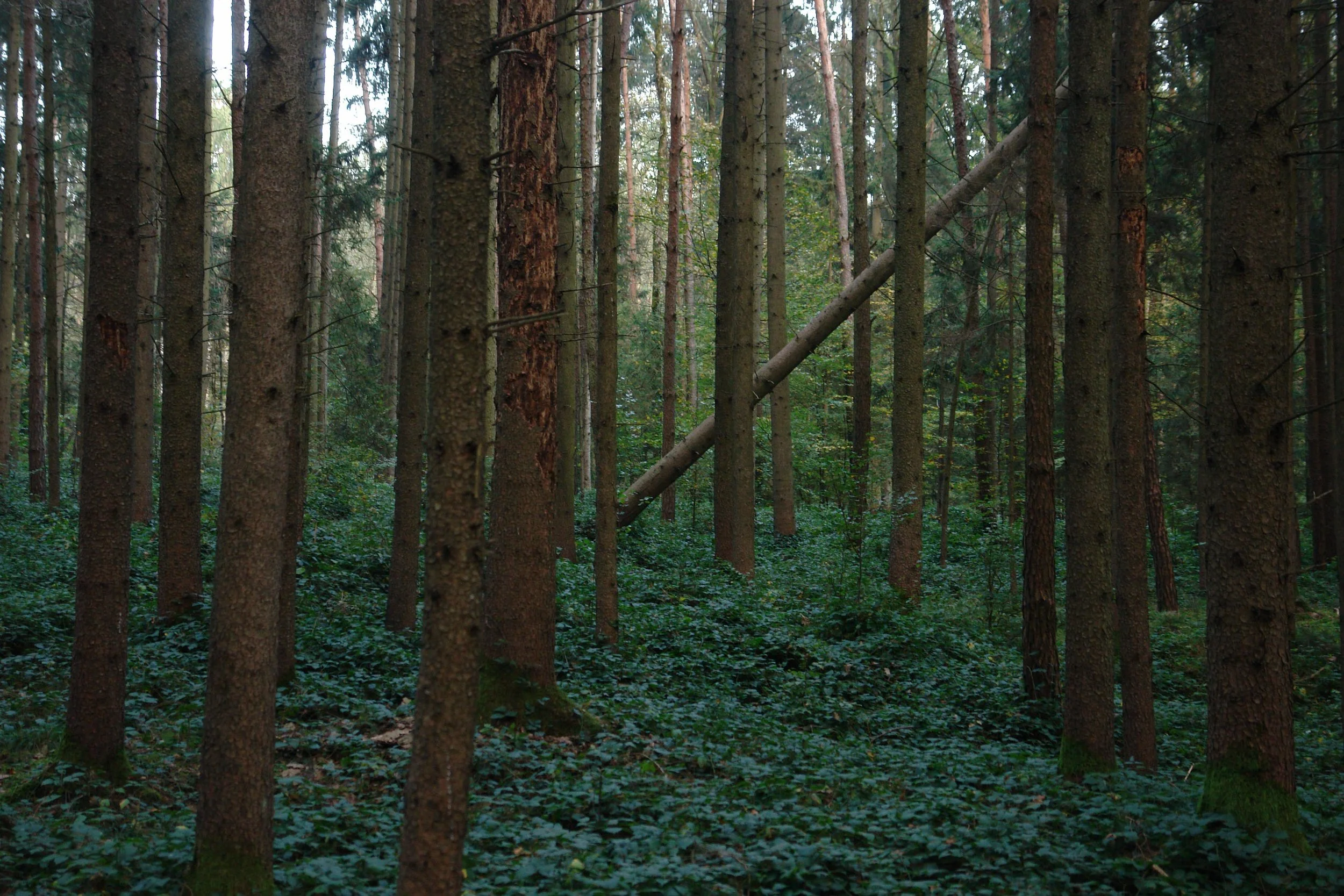 DSC01812+2.jpg