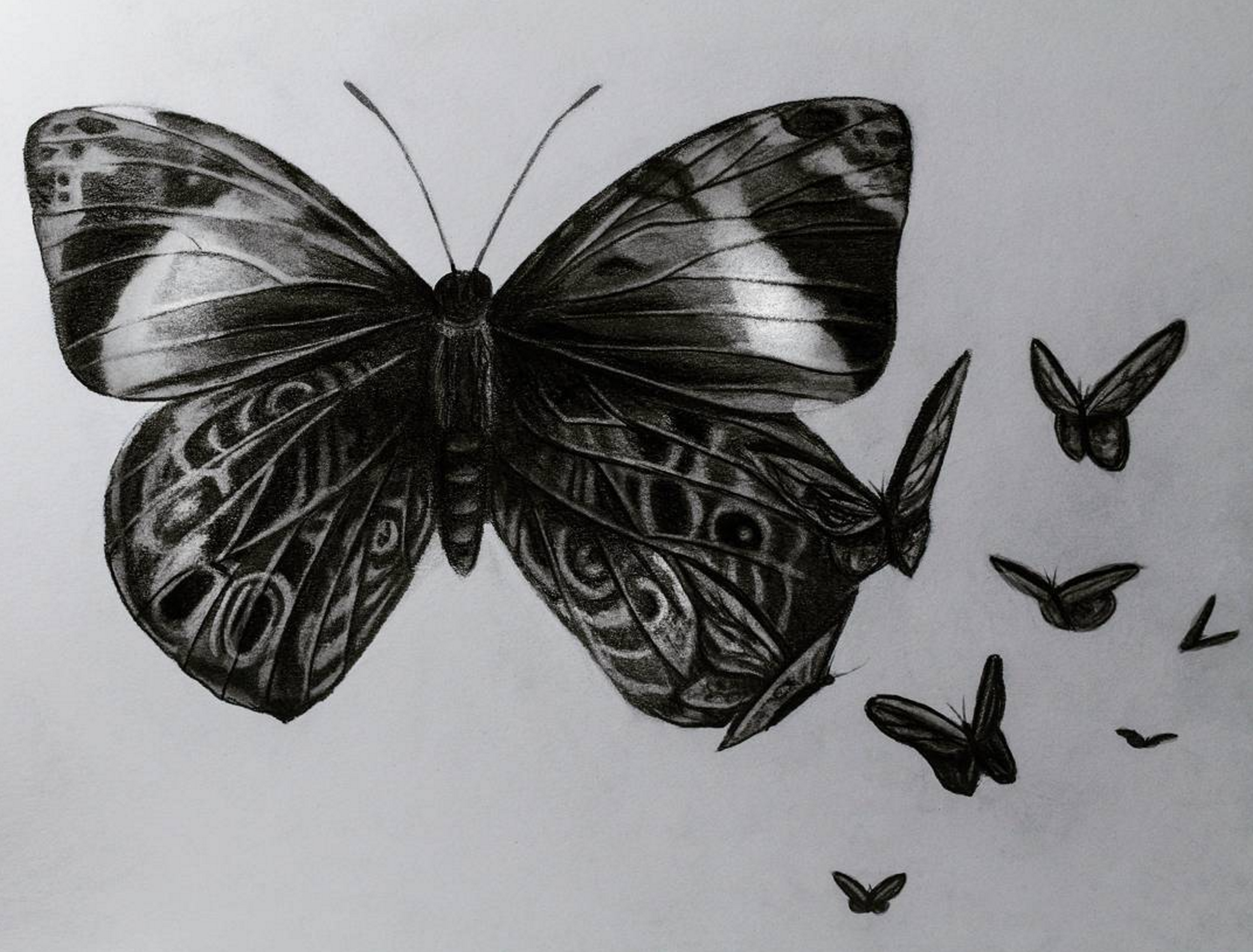 Butterfly design, 2017, graphite on paper, 9x12"