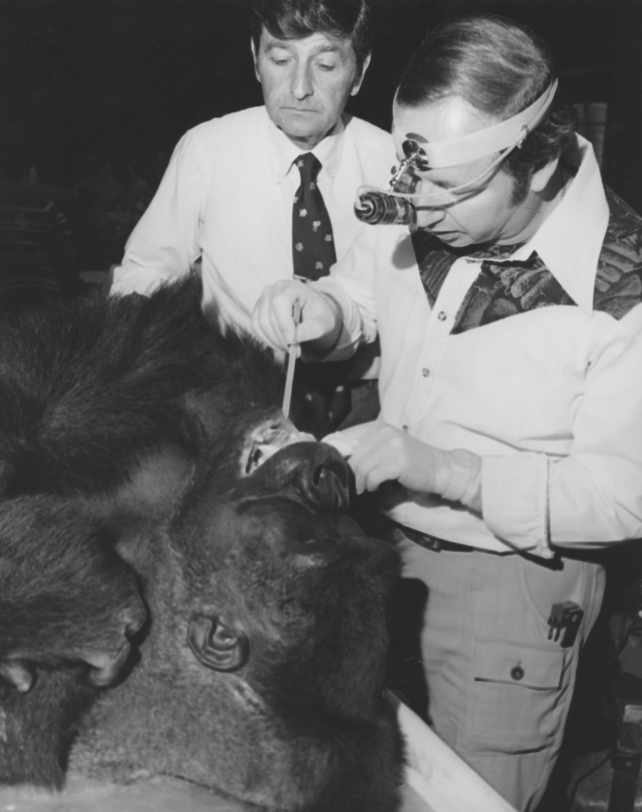 Gorilla physical