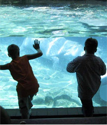 Aquariums allow people, young and old a glimpse of the world underwater