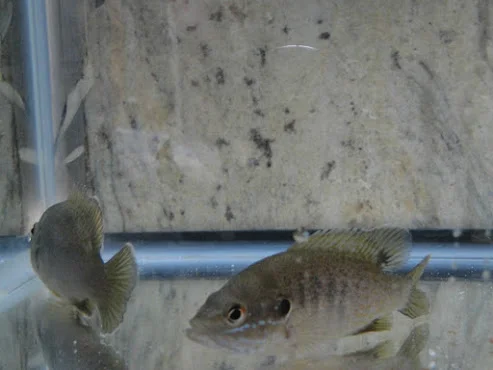 What is aquaponics? What are the benefits? What are the drawbacks? How can I successfully start a backyard system? How much does it cost?