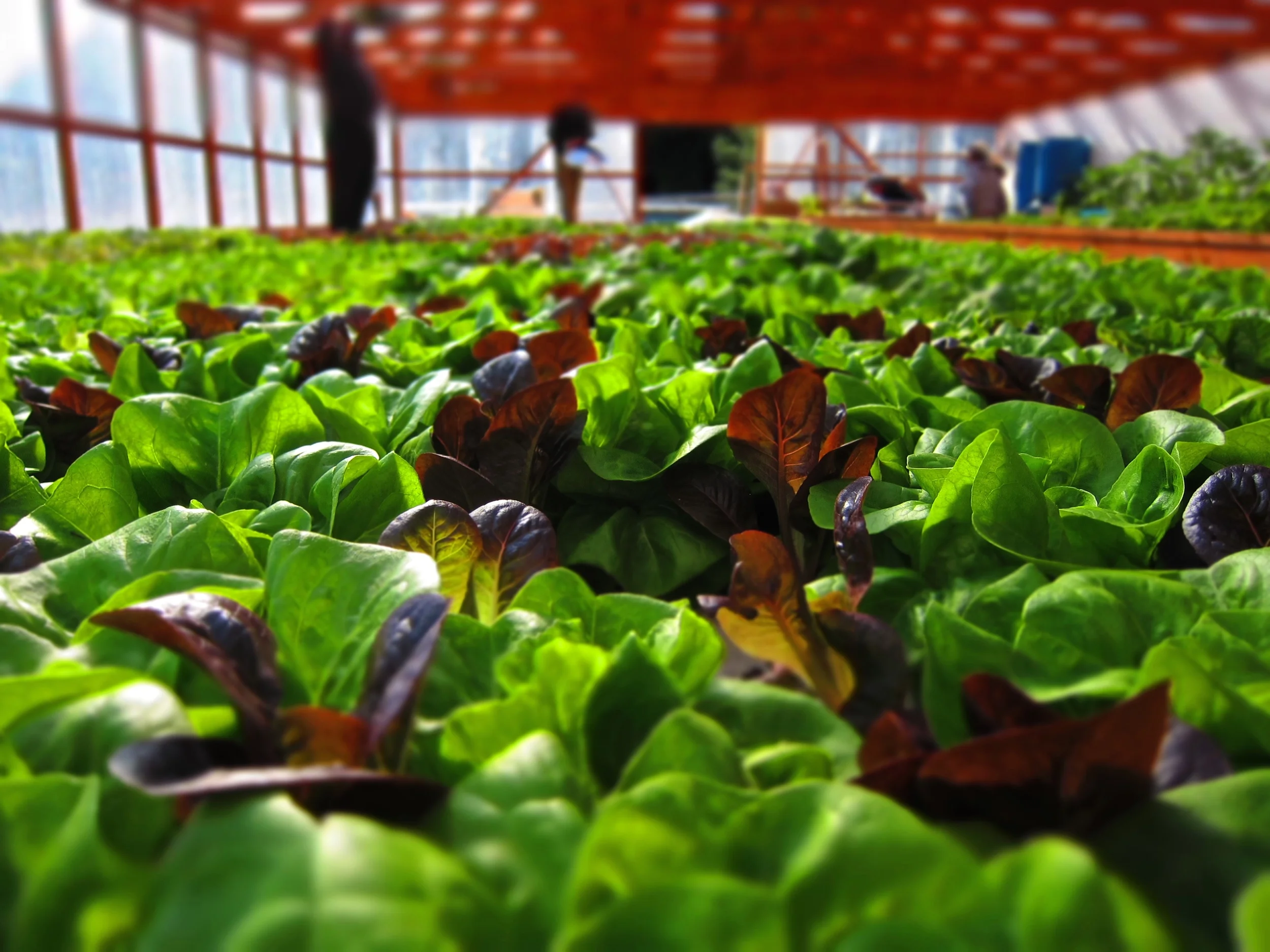 Copy of IMG_3576.JPG