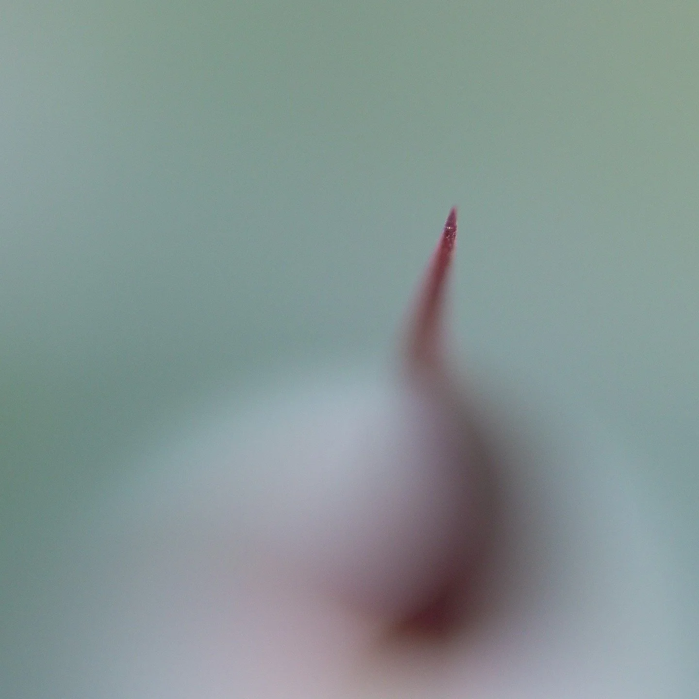 Teaching myself macro photography and realizing there is a learning curve, especially with my manual lens 😮. Enjoy these cacti/succulent close ups and lmk if you have any tips? #omdsystems #60mm #m43 #macrophotography