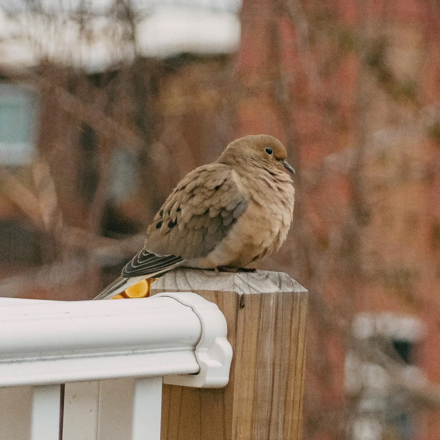 A cutie visited my balcony today 🫶🏾. This was only through my window but definitely inspired me to get my camera back out in the wild soon.