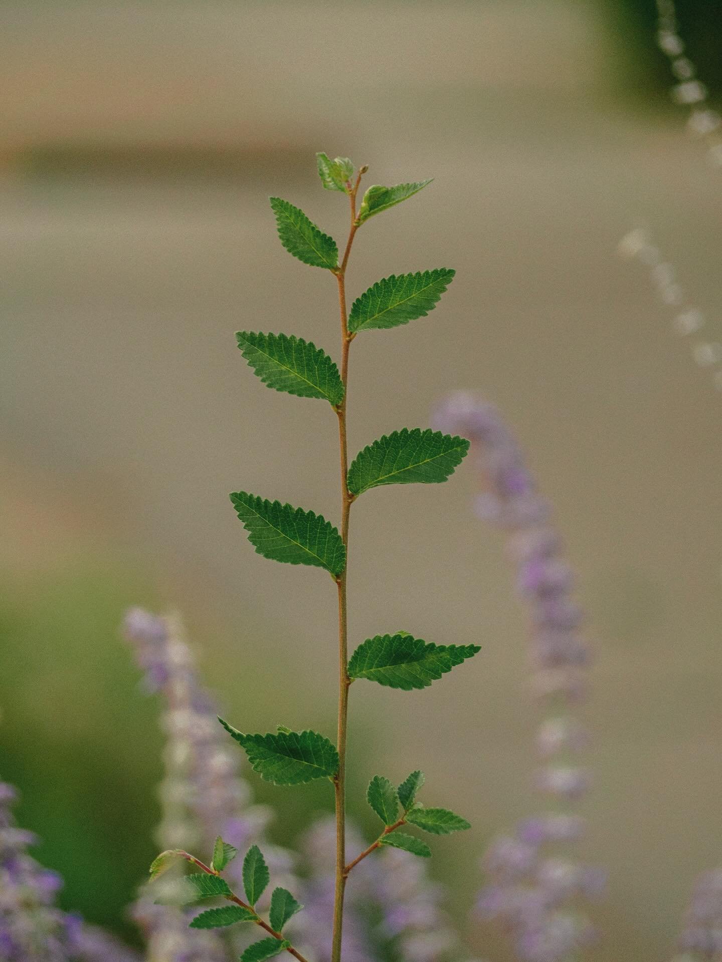 Forest Park 🌳. Is the last pic an invasion of privacy? I&rsquo;m just practicing my macro lol. #forestparkforever #omsystem