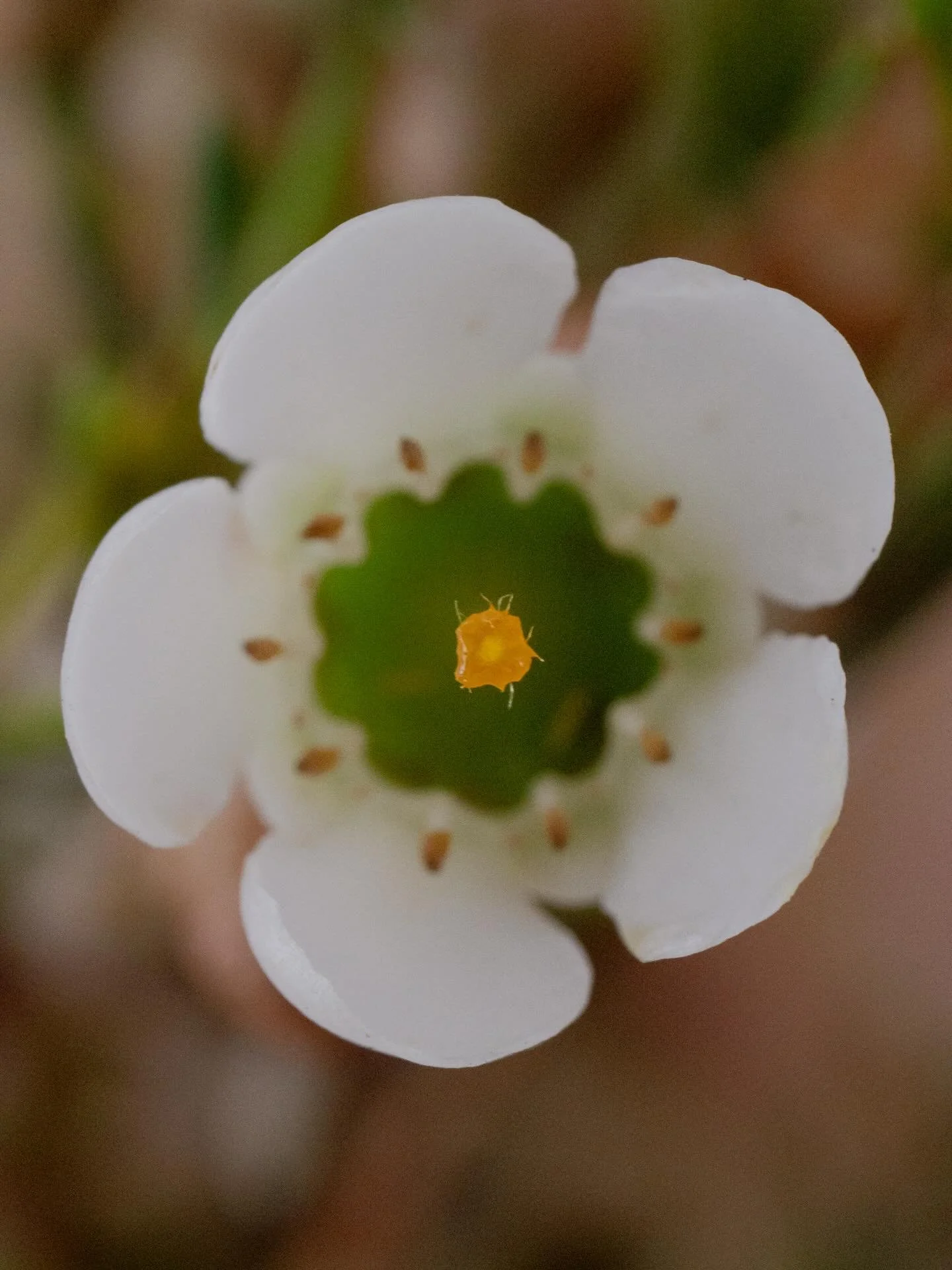 Still practicing macro 🌸. I haven&rsquo;t bought anything additional yet for the practice but I have gathered that using a tripod is a must and using a 4 second timer is the sweet spot. #OMSYSTEM