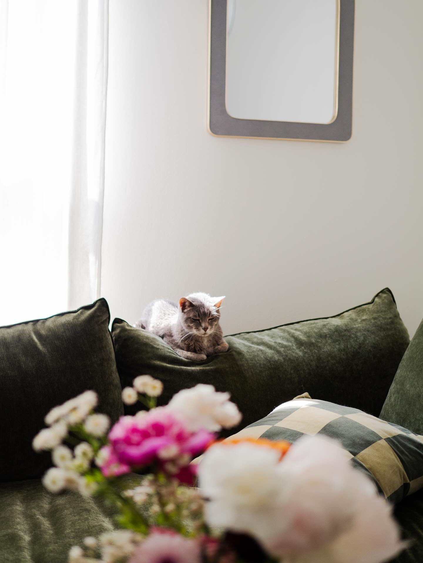 Using the best kitty to ever live and myself, to do a friendly reminder of my rate! My standard rate for photography is $400 per hour. I am often asked for my rate and it&rsquo;s on my contact form but I know a lot of folks tend to reach out via inst