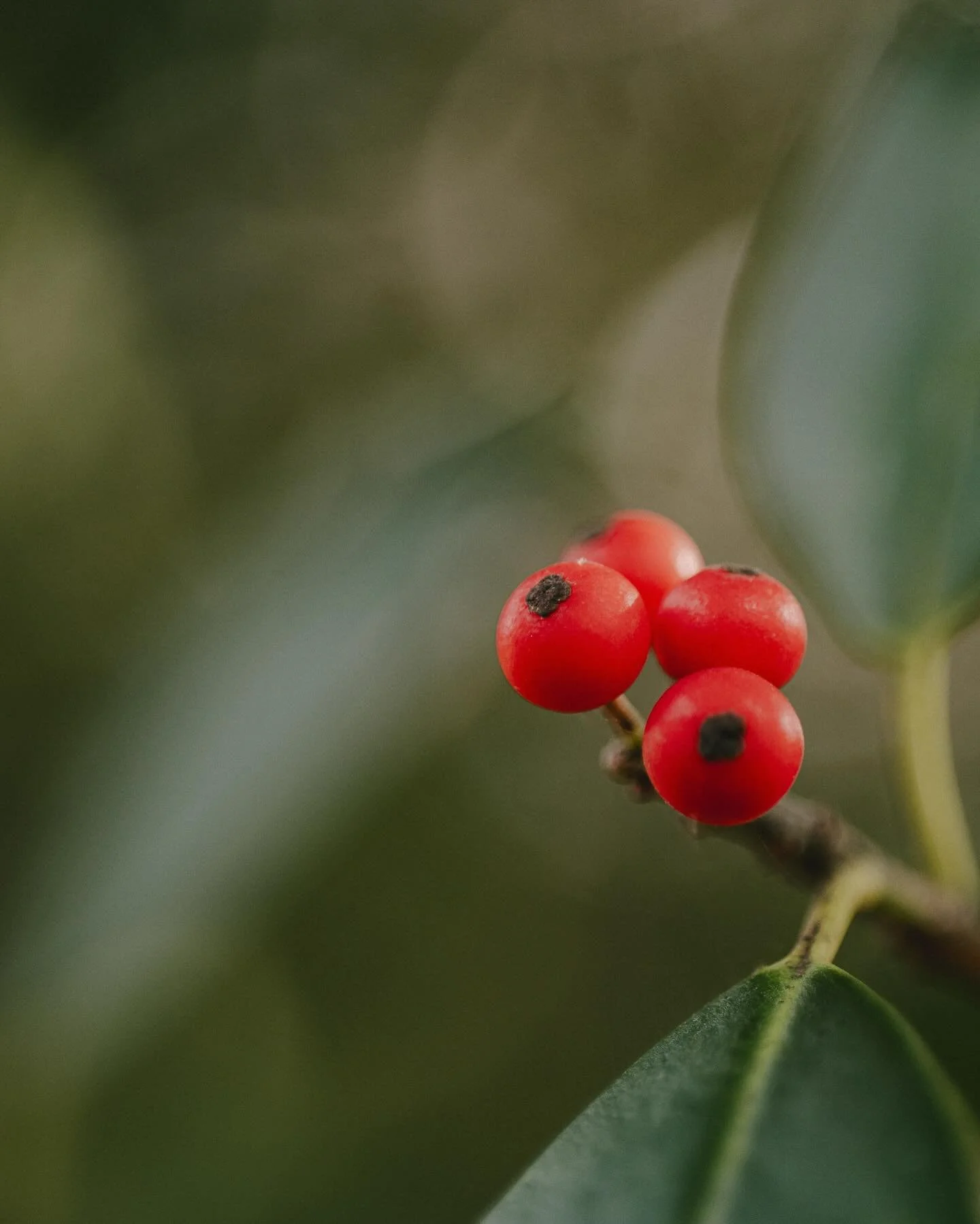 Another shot at macro 🌿 #ForestParkForever